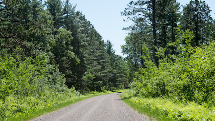 Chemin menant à une forêt